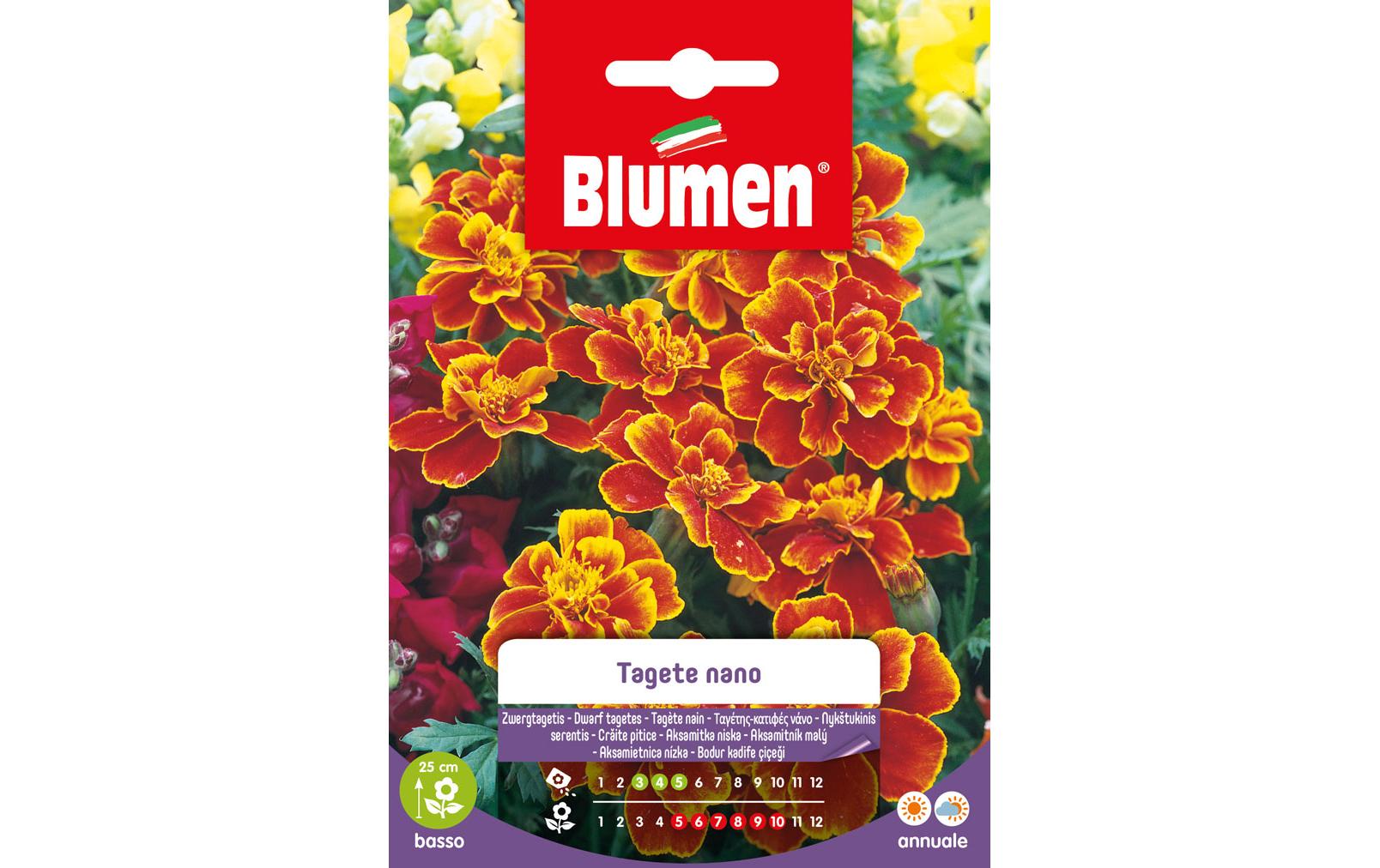 Blumen Saatgut Zwergtagetes Marietta Blumen Saatgut Zwergtagetes Marietta