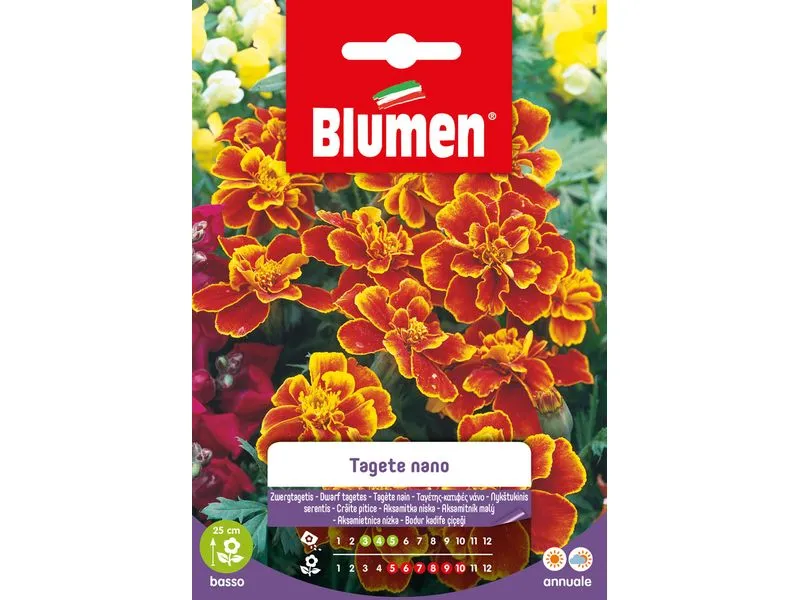Blumen Saatgut Zwergtagetes Marietta Blumen Saatgut Zwergtagetes Marietta