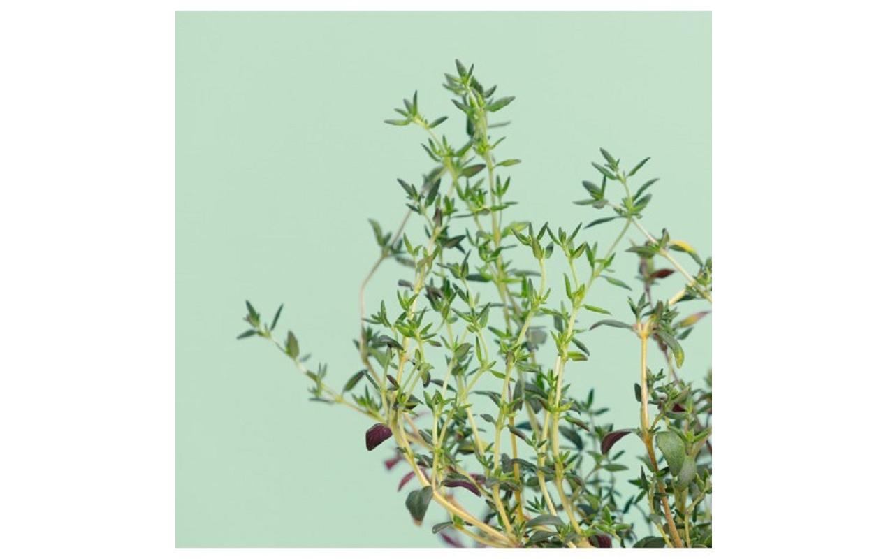 Prêt à Pousser Samen Thymian Prêt à Pousser Samen Thymian