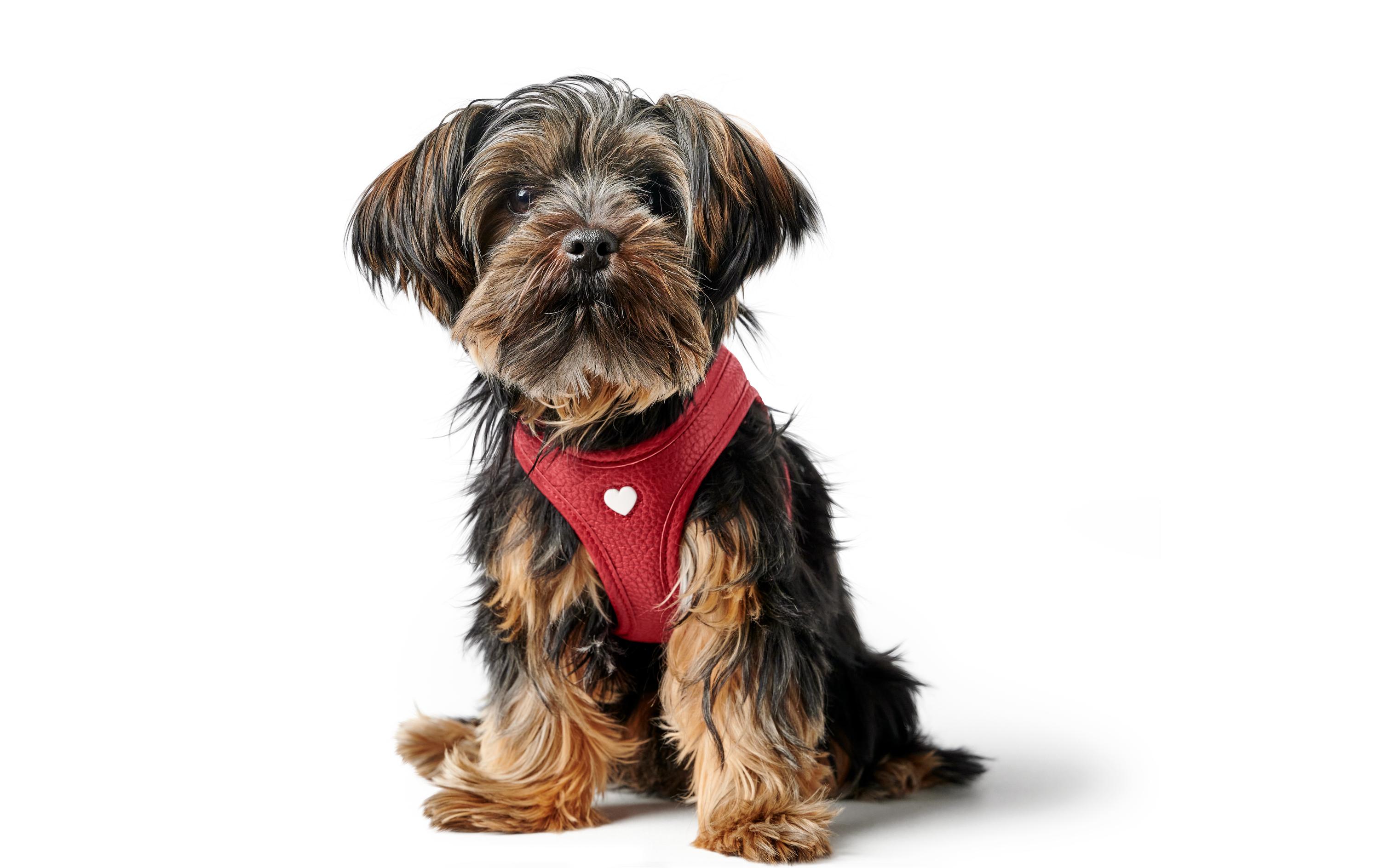 Hunter Geschirr Love 30-34/XXS-XS, Rot/Schwarz