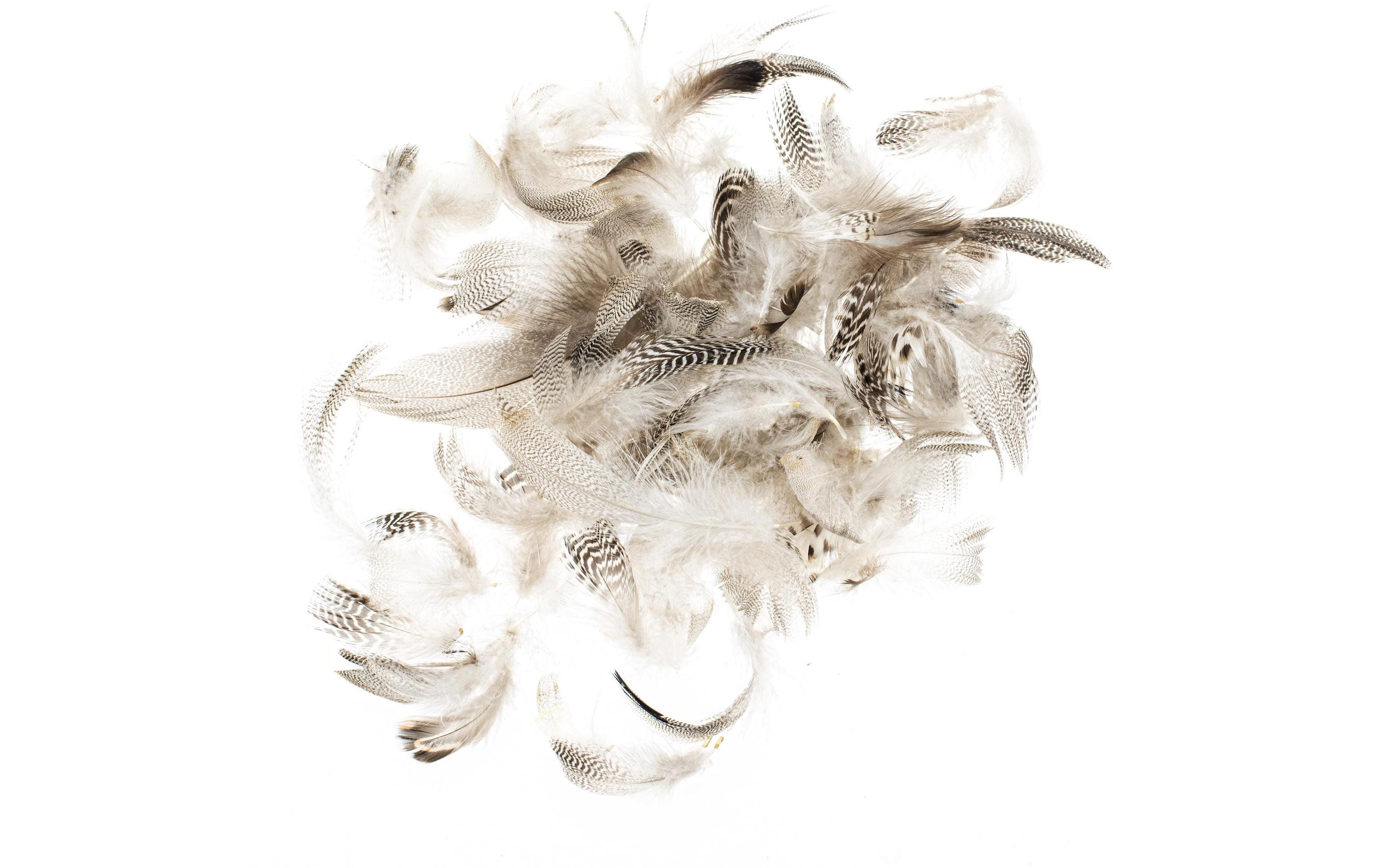 Glorex Federn Hahn 5-12 cm, 10g, Braun