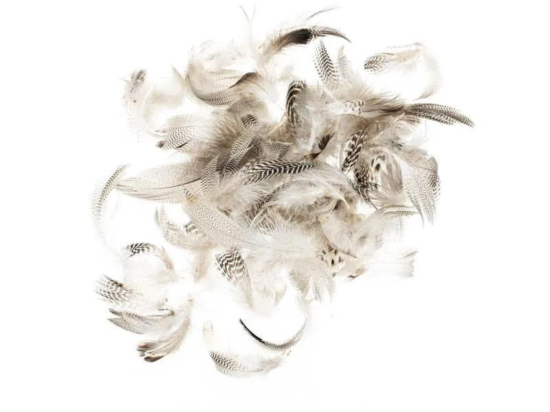 Glorex Federn Hahn 5-12 cm, 10g, Braun Glorex Federn Hahn 5-12 cm, 10g, Braun