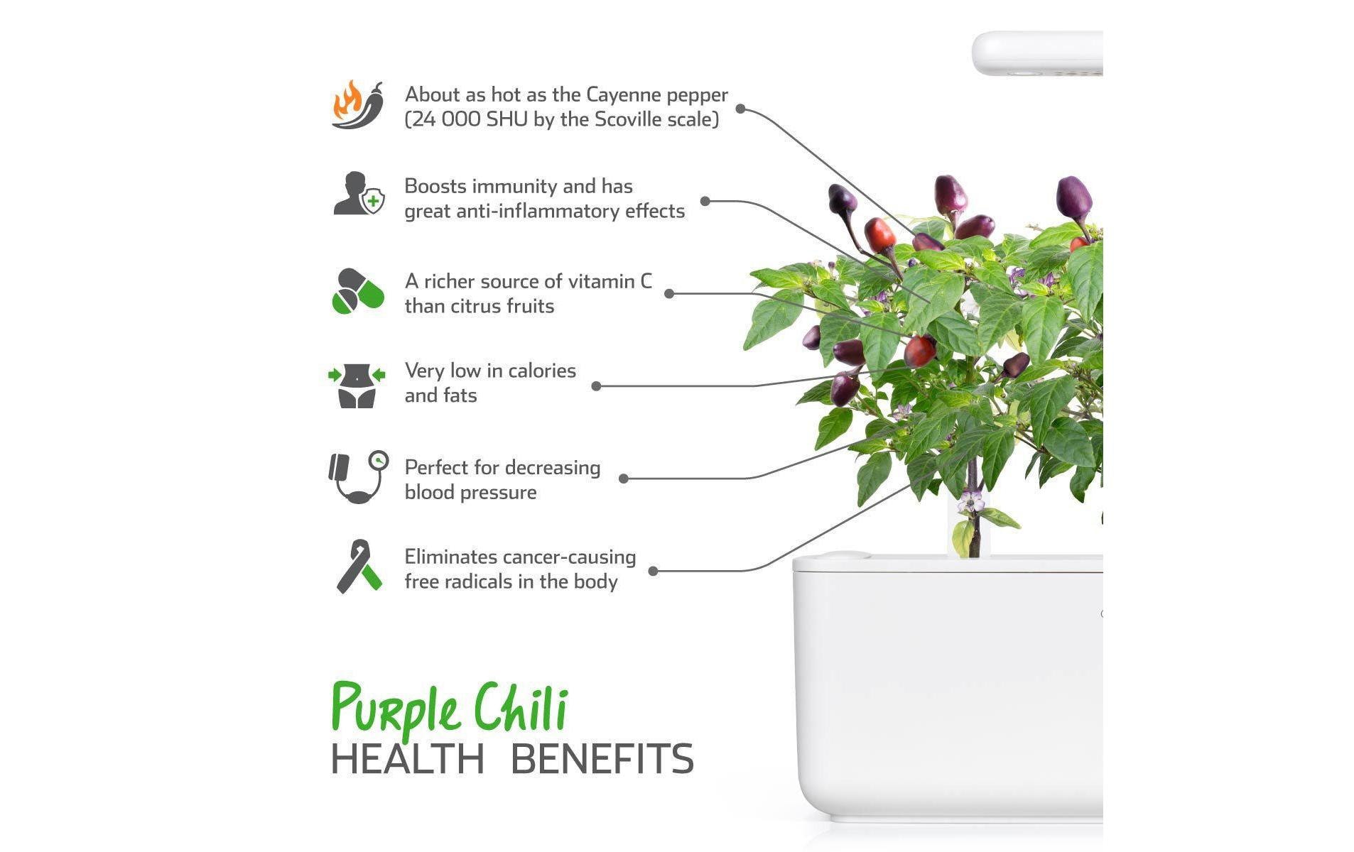 Click and Grow Samen Lila Chilli Nachfüllpackung 3er-Set Click and Grow Samen Lila Chilli Nachfüllpackung 3er-Set