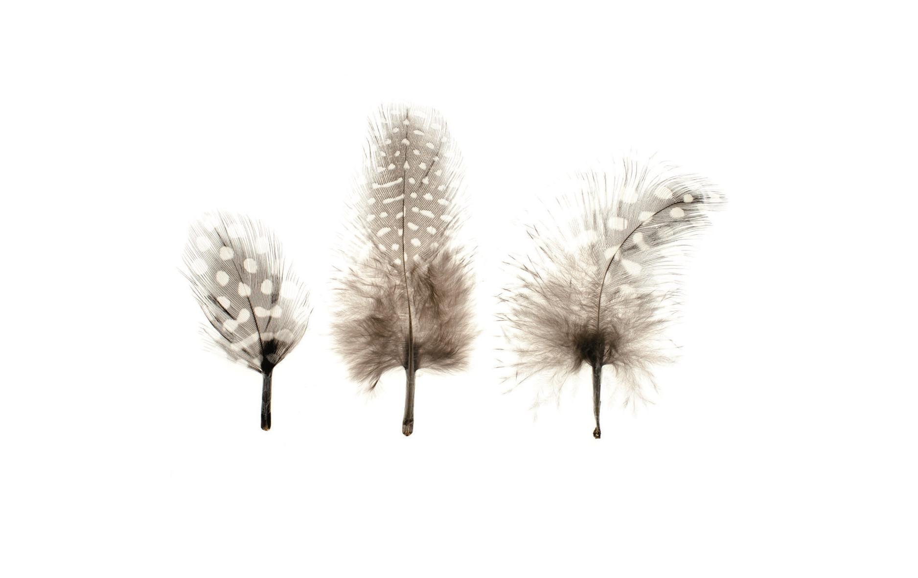 Glorex Federn 3-9 cm Perlhuhn