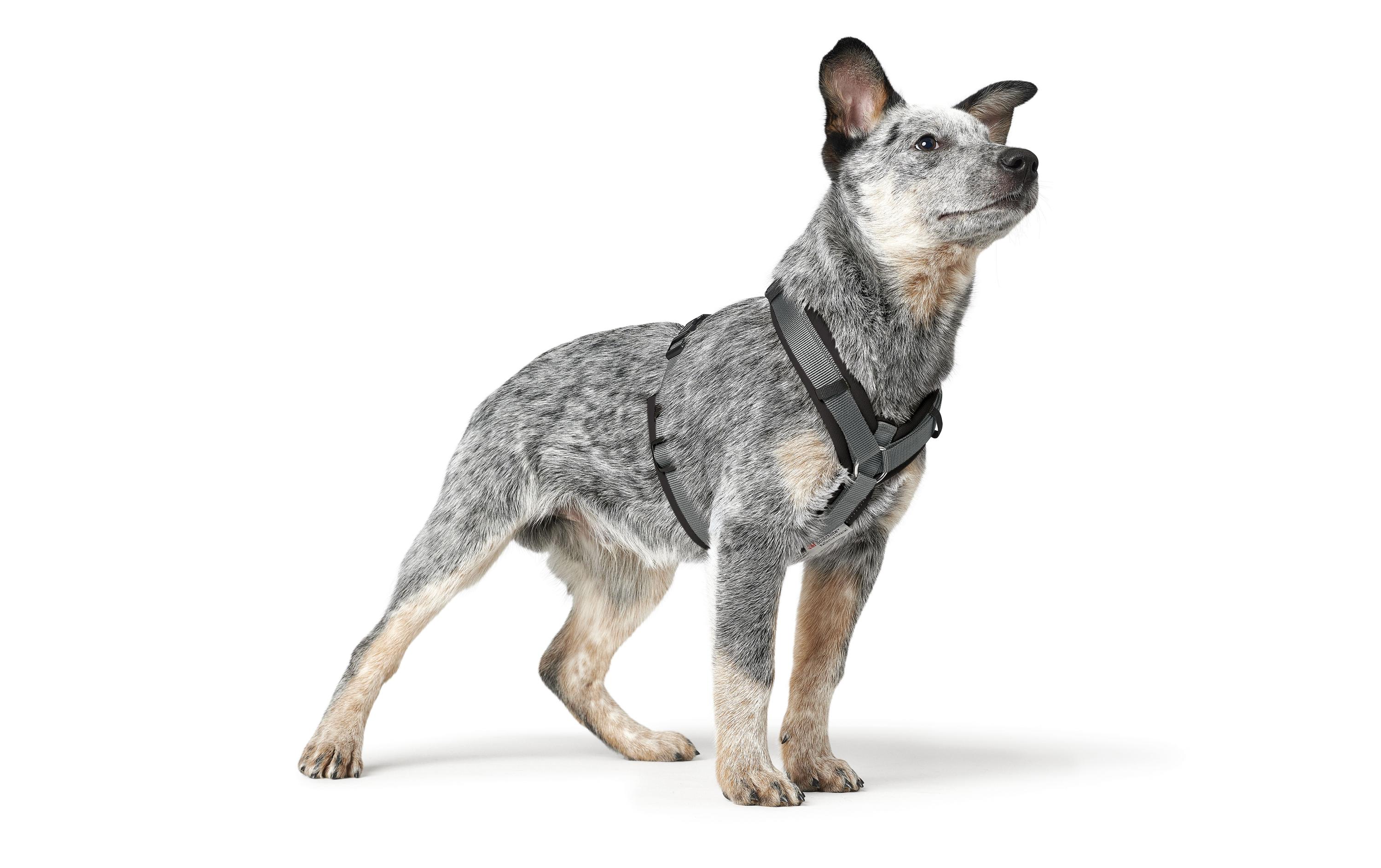 Hunter Geschirr Maldon UP M-L schwarz/grau