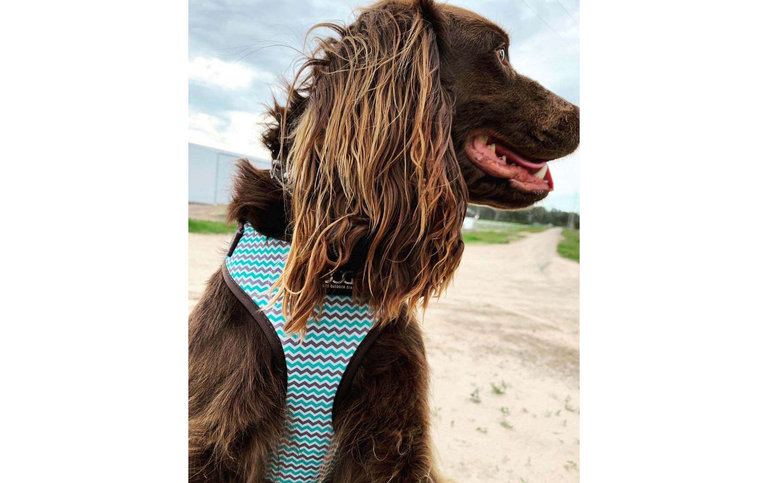 Doog Geschirr Neoflex Benji S Braun / Blau