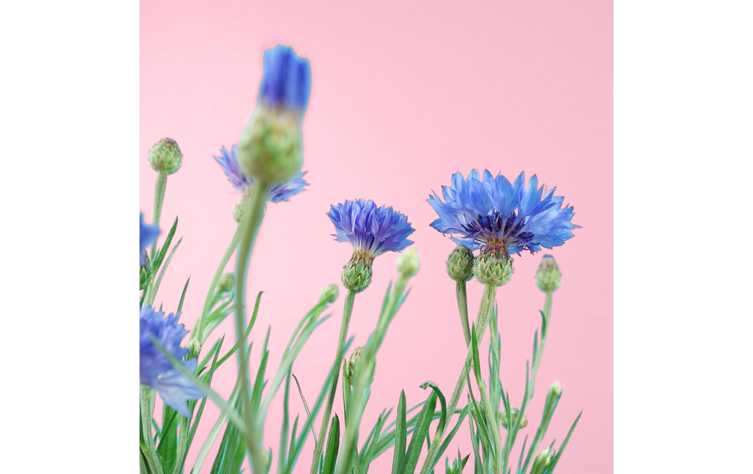 Prêt à Pousser Samen Kornblume