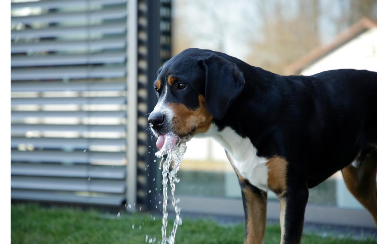 Kerbl Wasserspringbrunnen Bubble 25.5 cm x 18 cm x 8 cm