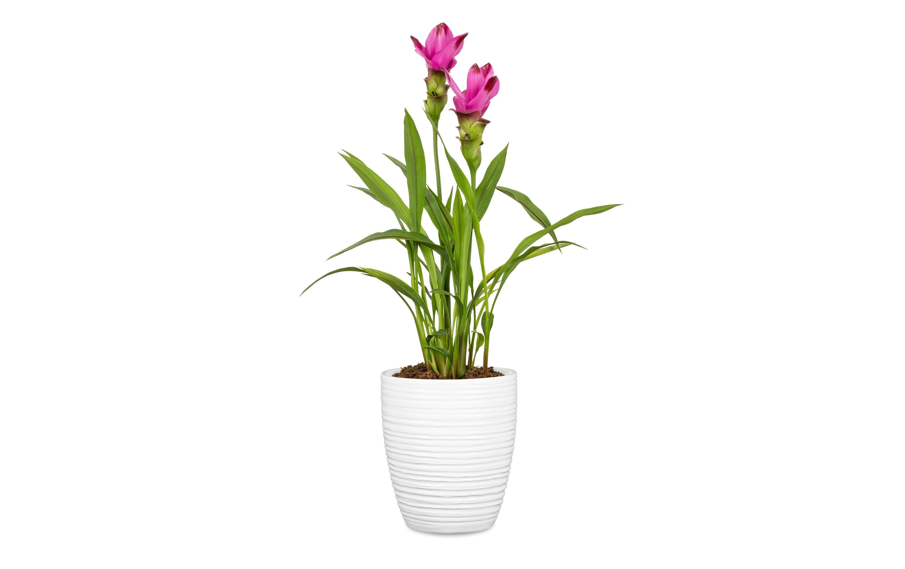 scheurich Blumentopf Alaska 12.6 cm, Weiss