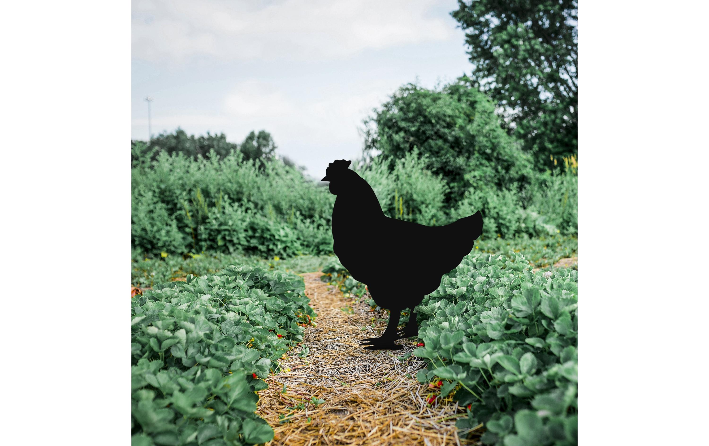 Wallxpert Gartenstecker Chicken 64 x 42 cm