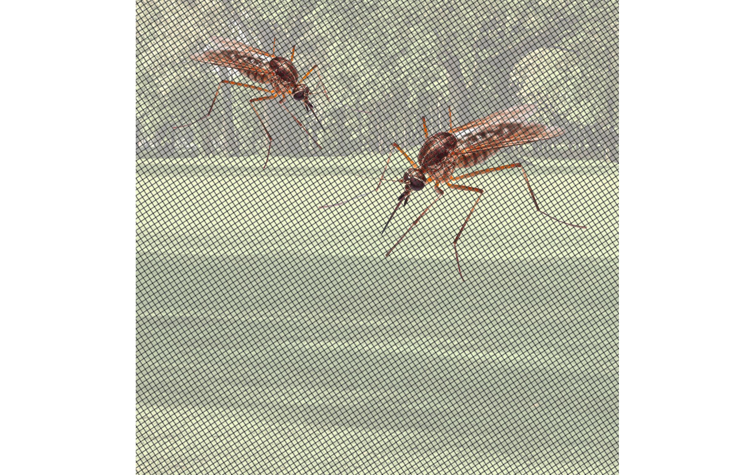 EASYmaxx Tür-Moskitonetz Strong Click, 100 x 210 cm, schwarz