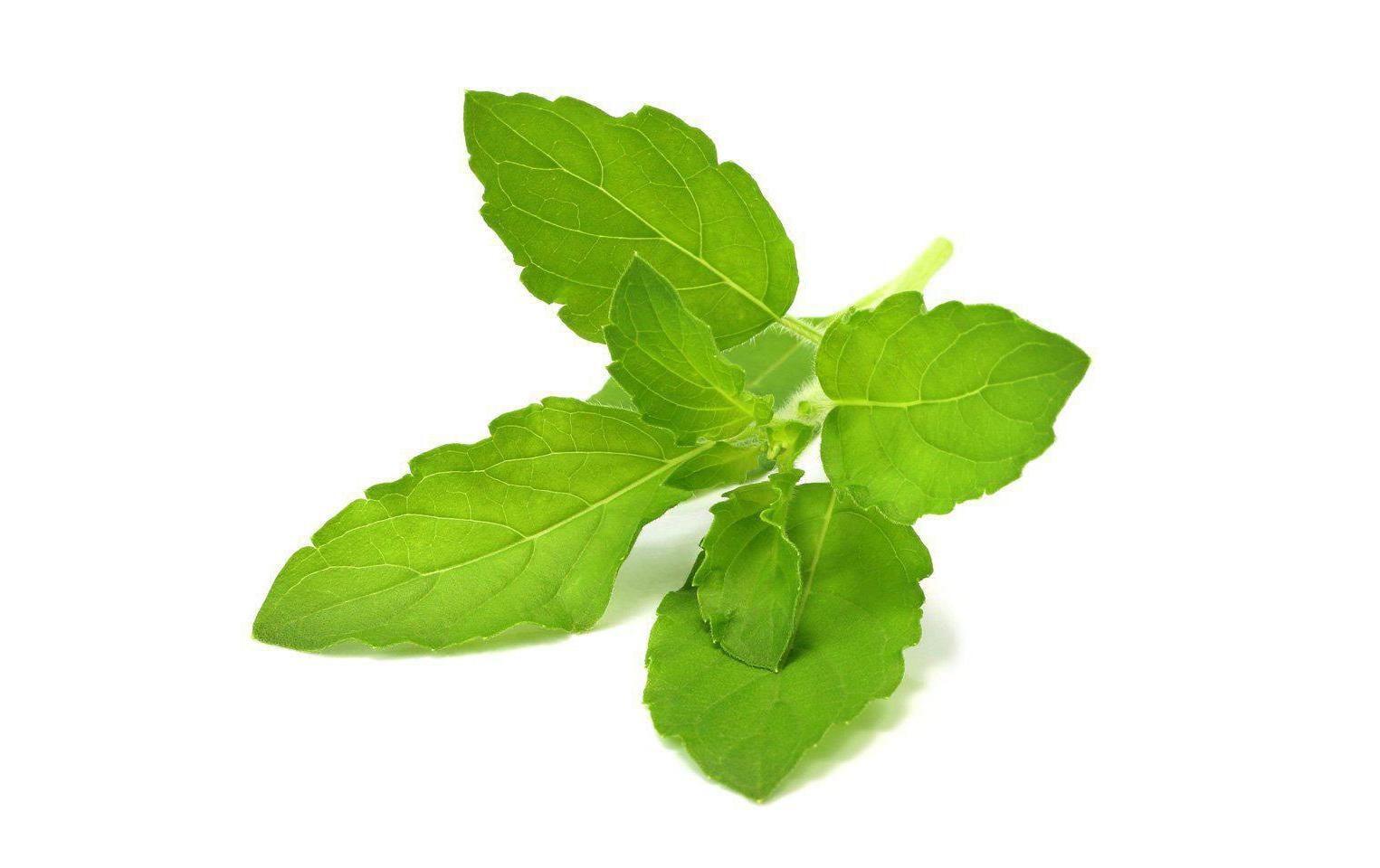 Click and Grow Samen Heiliges Basilikum