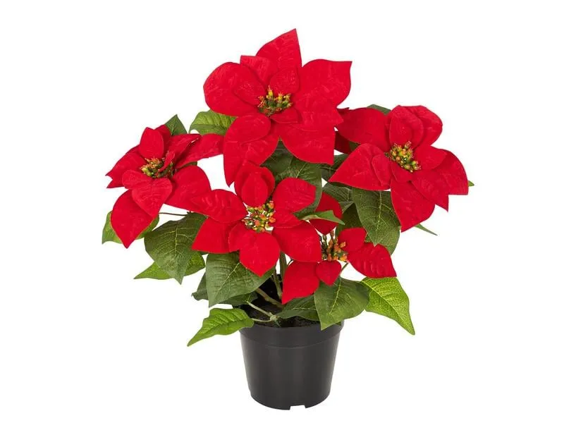 Botanic-Haus Kunstblume Weihnachtsstern Rot Botanic-Haus Kunstblume Weihnachtsstern Rot